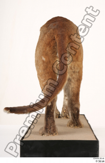 Asian golden cat Catopuma Temminckii tail whole body 0002.jpg